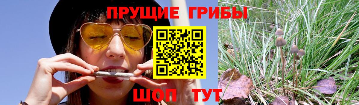 Галлюциногенные грибы мухоморы  Вход с VPN  Галлюциногенные грибы Psilocybine cubensis  цены наркотик  Кольчугино 